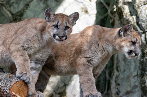 cougar ficken|Vidéos french